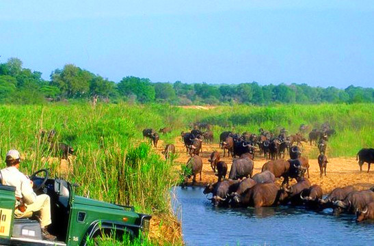 克鲁格国家公园（Kruger National Park）