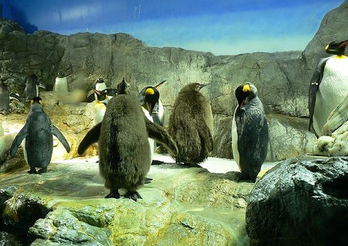 圣马洛大水族馆（Grand Aquarium）