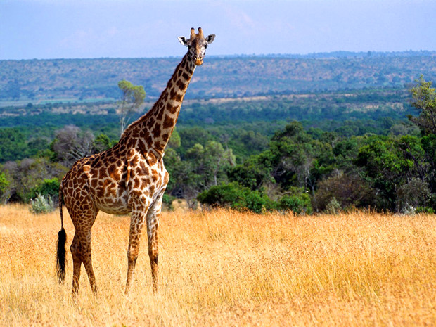 长颈鹿公园（Giraffe park）