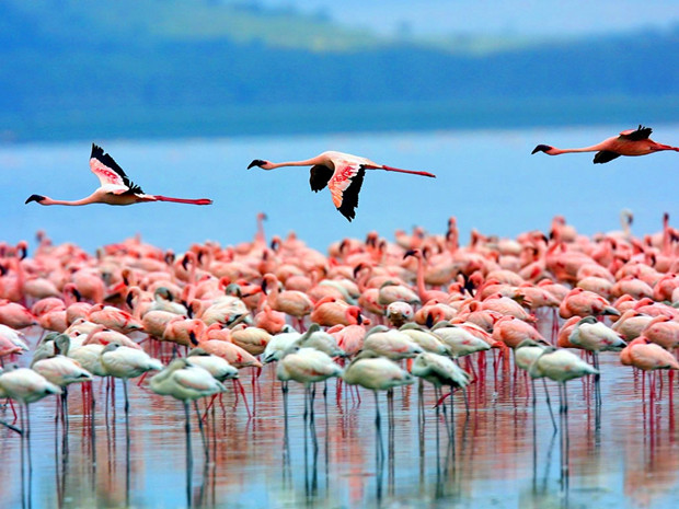 马赛马拉国家公园（Masai Mara National Park）