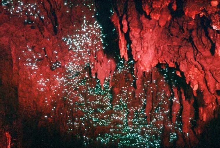 萤火虫洞（Waitomo Cave）