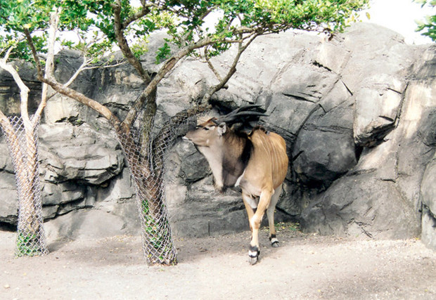 迈阿密动物园（Miami Metrozoo）