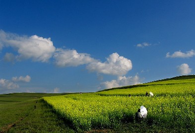 坝上 