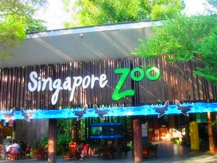 新加坡动物园（Singapore Zoo）