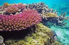三亚珊瑚礁保护区