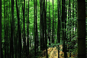 佛宝风景区